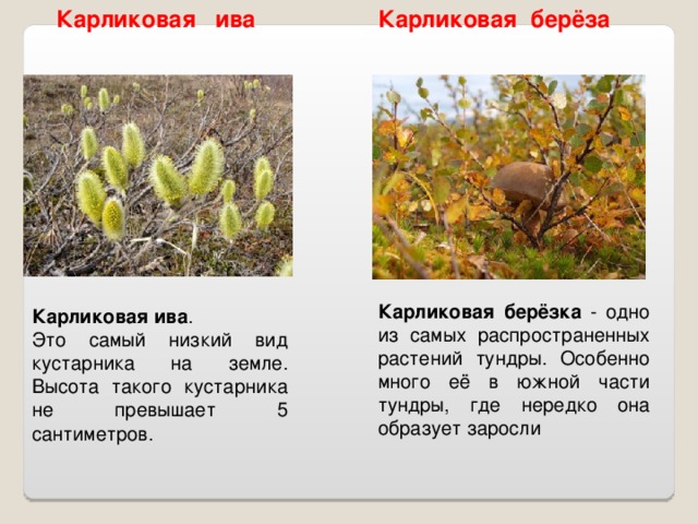 Карликовая ива Карликовая берёза Карликовая берёзка - одно из самых распространенных растений тундры. Особенно много её в южной части тундры, где нередко она образует заросли Карликовая ива . Это самый низкий вид кустарника на земле. Высота такого кустарника не превышает 5 сантиметров.  