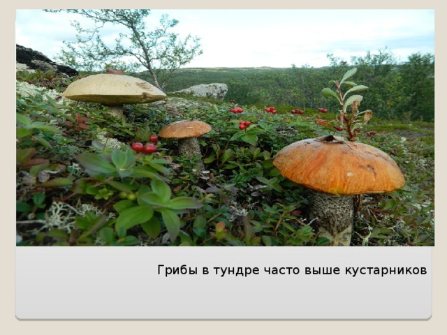  Грибы в тундре часто выше кустарников 