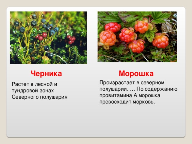 Черника Морошка Произрастает в северном полушарии. … По содержанию провитамина А морошка превосходит морковь. Растет в лесной и тундровой зонах Северного полушария 