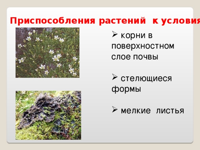  Приспособления растений к условиям среды  корни в поверхностном слое почвы   стелющиеся формы   мелкие листья  