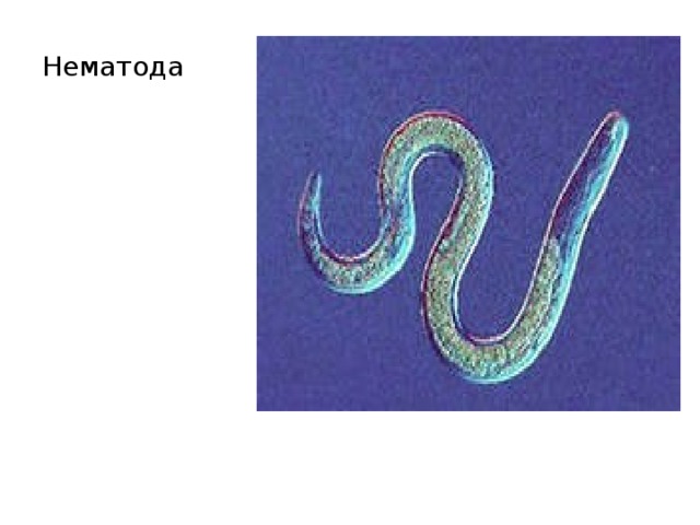 Нематода 