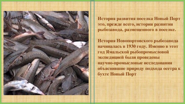 История развития поселка Новый Порт это, прежде всего, история развития рыбозавода, размещенного в поселке.  История Новопортовского рыбозавода начиналась в 1930 году. Именно в этот год Ямальской рыбопромысловой экспедицией были проведены научно-промысловые исследования объяснившие природу подхода осетра к бухте Новый Порт 