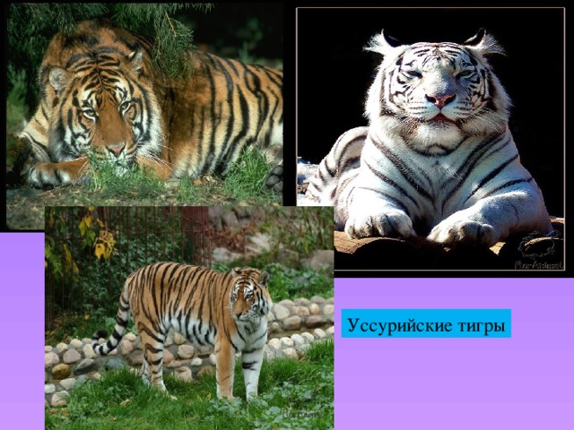 Уссурийские тигры 