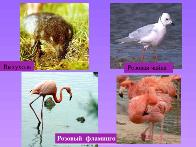  Выхухоль  Розовая чайка Розовый фламинго 