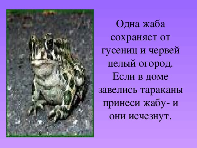 Одна жаба сохраняет от гусениц и червей целый огород. Если в доме завелись тараканы принеси жабу- и они исчезнут. 