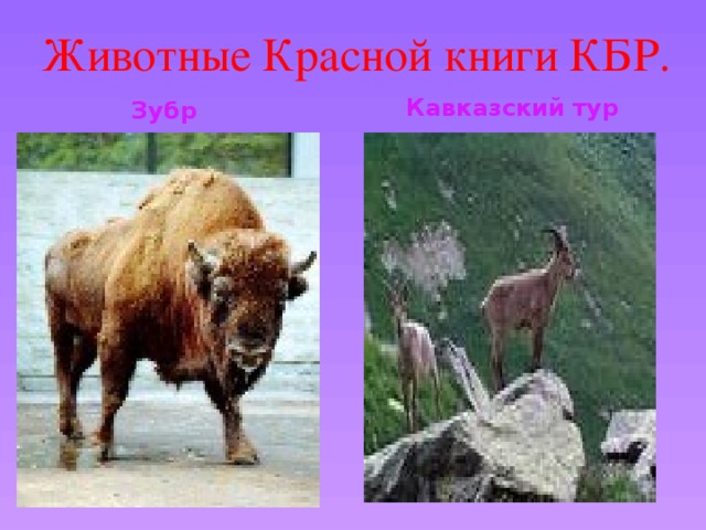 Животные Красной книги КБР. Зубр  Кавказский тур 