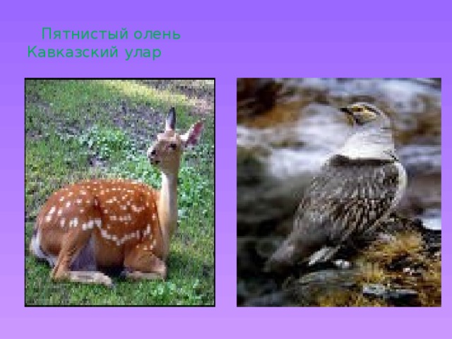  Пятнистый олень Кавказский улар 