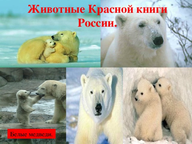 Животные Красной книги России. Белые медведи.  