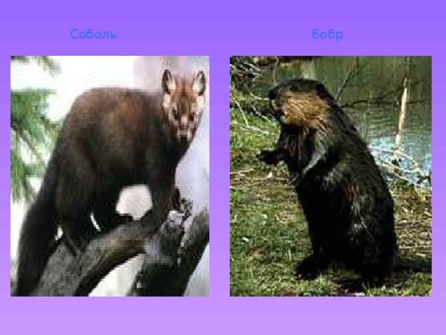 Соболь  Бобр 