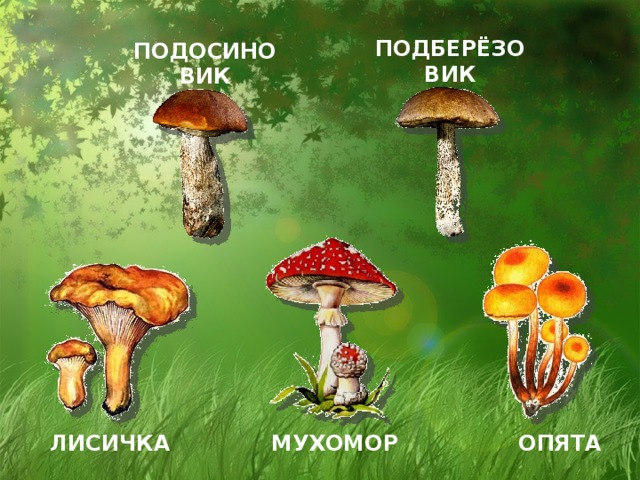 ПОДОСИНОВИК ПОДБЕРЁЗОВИК МУХОМОР ОПЯТА ЛИСИЧКА  