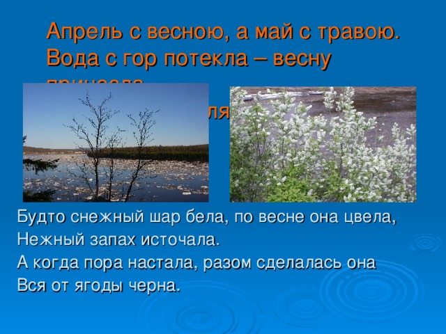 Апрель с весною, а май с травою.  Вода с гор потекла – весну принесла.  Без воды – земля пустырь. Будто снежный шар бела, по весне она цвела, Нежный запах источала. А когда пора настала, разом сделалась она Вся от ягоды черна. 