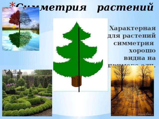 Симметрия растений Характерная для растений симметрия хорошо видна на примере ели.  