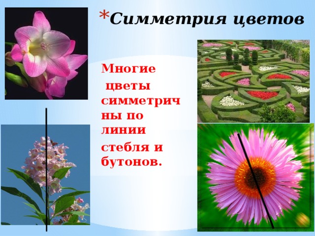 Симметрия цветов Многие  цветы симметричны по линии стебля и бутонов. 