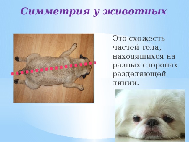 Симметрия у животных Это схожесть частей тела, находящихся на разных сторонах разделяющей линии.  