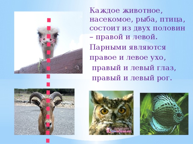                                                                                                                  Каждое животное, насекомое, рыба, птица, состоит из двух половин – правой и левой. Парными являются правое и левое ухо,  правый и левый глаз,  правый и левый рог. 