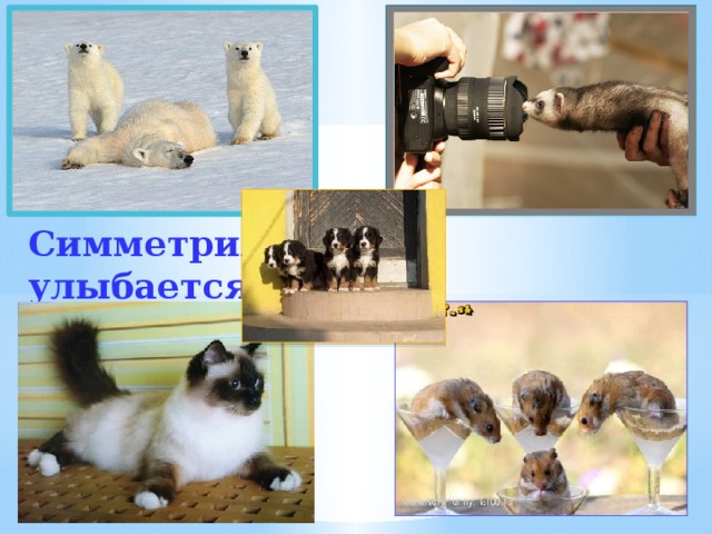 Симметрия улыбается  