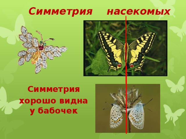 Симметрия насекомых Симметрия хорошо видна у бабочек 