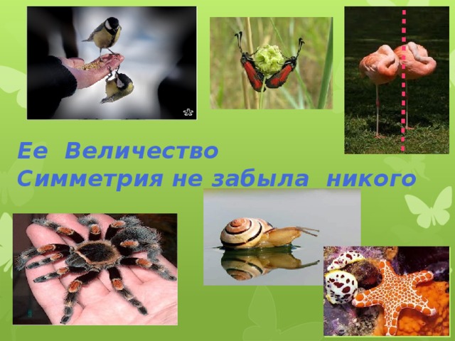 Ее Величество  Симметрия не забыла никого 