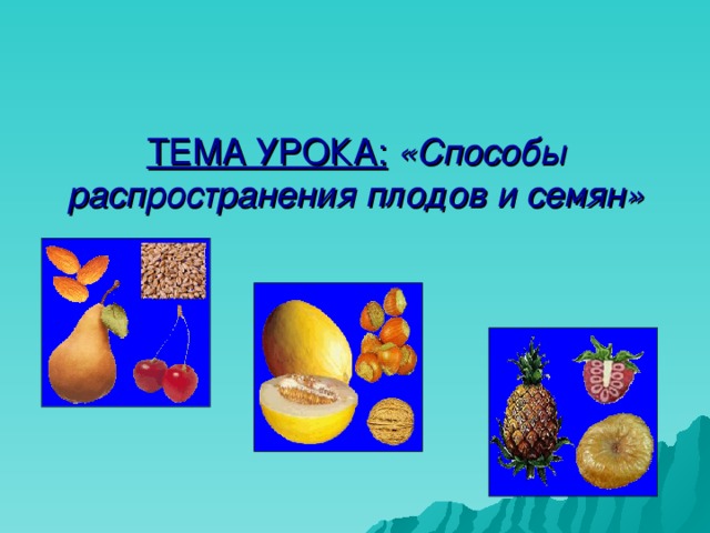 ТЕМА УРОКА:  «Способы распространения плодов и семян» 