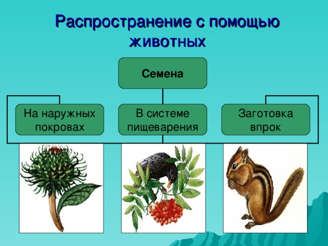 Распространение с помощью животных Семена На наружных  покровах В системе  пищеварения Заготовка  впрок 