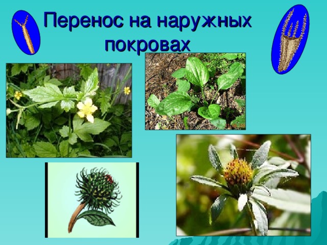 Перенос на наружных покровах 