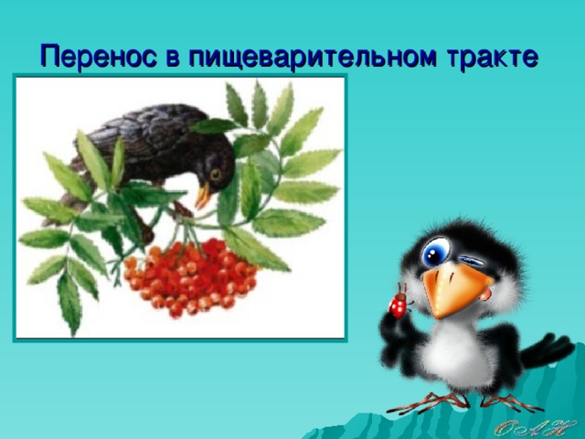 Перенос в пищеварительном тракте 