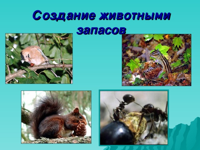 Создание животными запасов 