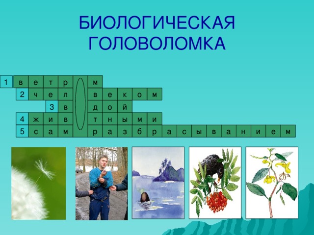 БИОЛОГИЧЕСКАЯ ГОЛОВОЛОМКА е в р т м 1 2 в е к о м л е ч 3 й д о в н в 4 и ж т ы м и а б 5 м р р а з ы в с а м е и н а с 