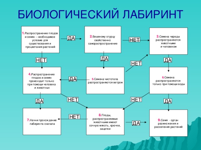 БИОЛОГИЧЕСКИЙ ЛАБИРИНТ 1. Распространение плодов 2. Бешеному огурцу и семян – необходимое условие для существования и процветания растений свойственно самораспространение 3 .Семена череды распространяются животными и человеком ДА НЕТ ДА НЕТ ДА НЕТ 5. Семена чистотела 4. Распространение 6. Семена распространяются ветром плодов и семян происходит только при помощи человека и животных распространяются только при помощи воды ДА НЕТ НЕТ ДА ДА 8. Плоды, 7. Начни прохождение распространяемые  животными имеют сочную мякоть, крючки, зацепки  лабиринта сначала 9. Семя - орган размножения и расселения растений НЕТ ДА 