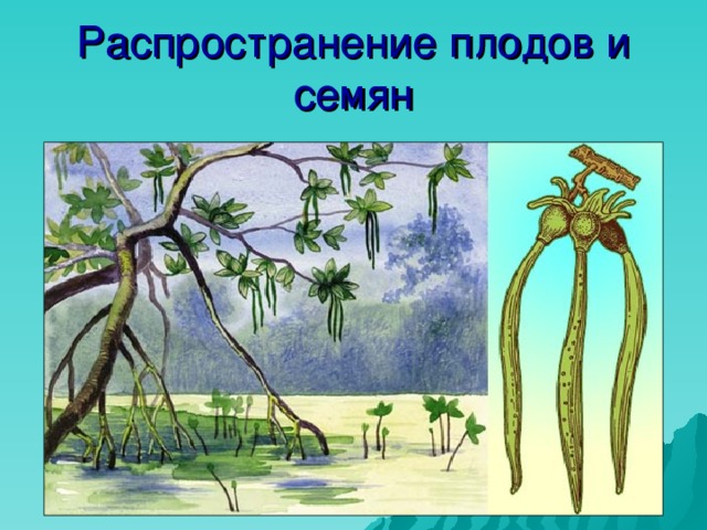 Распространение плодов и семян 