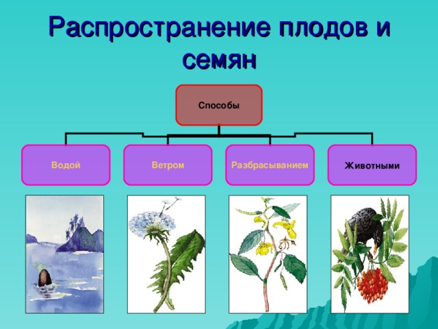 Распространение плодов и семян Способы Водой Ветром Разбрасыванием Животными 