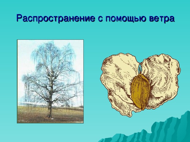 Распространение с помощью ветра 