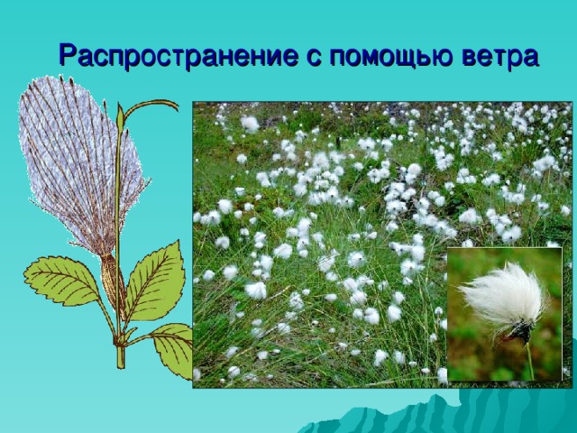 Распространение с помощью ветра 