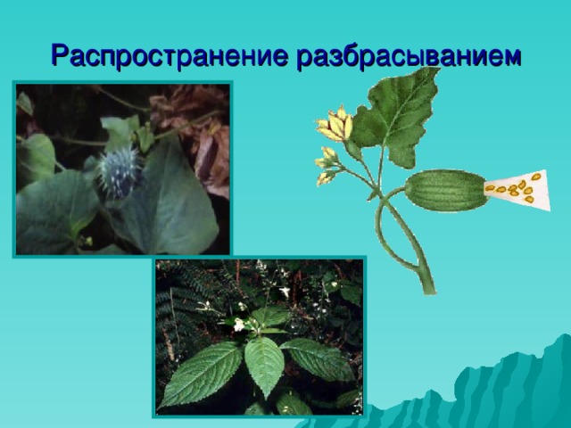 Распространение разбрасыванием 
