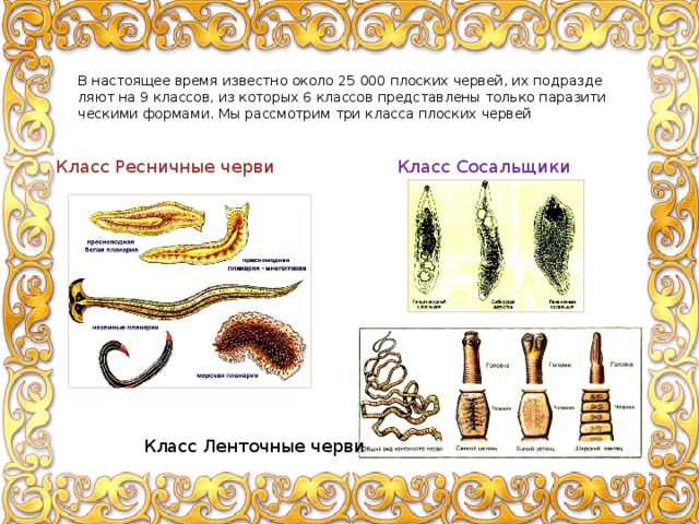 В на­сто­я­щее время из­вест­но около 25 000 плос­ких чер­вей, их под­раз­де­ля­ют на 9 клас­сов, из ко­то­рых 6 клас­сов пред­став­ле­ны толь­ко па­ра­зи­ти­че­ски­ми фор­ма­ми. Мы рас­смот­рим три клас­са плос­ких чер­вей Класс Ресничные черви Класс Сосальщики Класс Ленточные черви 