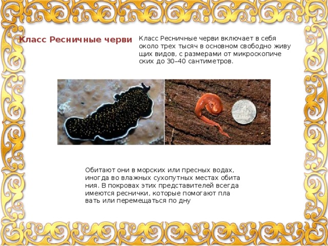 Класс Ресничные черви Класс Рес­нич­ные черви вклю­ча­ет в себя около трех тысяч в ос­нов­ном сво­бод­но жи­ву­щих видов, с раз­ме­ра­ми от мик­ро­ско­пи­че­ских до 30–40 сан­ти­мет­ров. Оби­та­ют они в мор­ских или прес­ных водах, ино­гда во влаж­ных су­хо­пут­ных ме­стах оби­та­ния. В по­кро­вах этих пред­ста­ви­те­лей все­гда име­ют­ся рес­нич­ки, ко­то­рые по­мо­га­ют пла­вать или пе­ре­ме­щать­ся по дну 