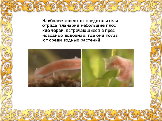 Наи­бо­лее из­вест­ны пред­ста­ви­те­ли от­ря­да пла­на­рии неболь­шие плос­кие черви, встре­ча­ю­щи­е­ся в прес­но­вод­ных во­до­е­мах, где они пол­за­ют среди вод­ных рас­те­ний. 