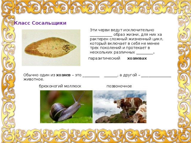 Класс Сосальщики Эти черви ведут ис­клю­чи­тель­но ____________ образ жизни, для них ха­рак­те­рен слож­ный жиз­нен­ный цикл, ко­то­рый вклю­ча­ет в себя не менее трех по­ко­ле­ний и про­те­ка­ет в несколь­ких раз­лич­ных _________. па­ра­зи­ти­че­ский хо­зя­е­вах Обыч­но один из хо­зя­ев – это _________ _______, а дру­гой – ________________ животное. брю­хо­но­гий мол­люск по­зво­ноч­ное 
