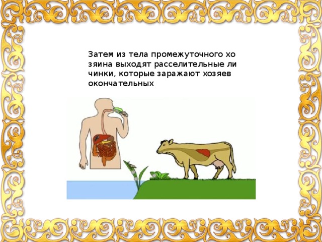 Затем из тела про­ме­жу­точ­но­го хо­зя­и­на вы­хо­дят рас­се­ли­тель­ные ли­чин­ки, ко­то­рые за­ра­жа­ют хо­зя­ев окон­ча­тель­ных 