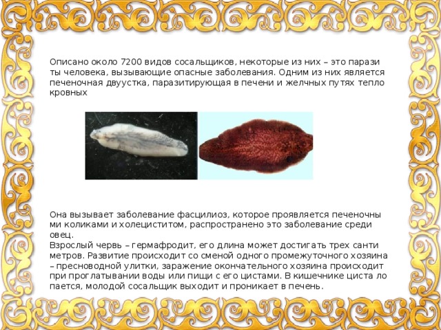 Опи­са­но около 7200 видов со­саль­щи­ков, неко­то­рые из них – это па­ра­зи­ты че­ло­ве­ка, вы­зы­ва­ю­щие опас­ные за­бо­ле­ва­ния. Одним из них яв­ля­ет­ся пе­че­ноч­ная дву­уст­ка, па­ра­зи­ти­ру­ю­щая в пе­че­ни и желч­ных путях теп­ло­кров­ных Она вы­зы­ва­ет за­бо­ле­ва­ние фас­ци­ли­оз, ко­то­рое про­яв­ля­ет­ся пе­че­ноч­ны­ми ко­ли­ка­ми и хо­ле­ци­сти­том, рас­про­стра­не­но это за­бо­ле­ва­ние среди овец. Взрос­лый червь – гер­ма­фро­дит, его длина может до­сти­гать трех сан­ти­мет­ров. Раз­ви­тие про­ис­хо­дит со сме­ной од­но­го про­ме­жу­точ­но­го хо­зя­и­на – прес­но­вод­ной улит­ки, за­ра­же­ние окон­ча­тель­но­го хо­зя­и­на про­ис­хо­дит при про­гла­ты­ва­нии воды или пищи с его ци­ста­ми. В ки­шеч­ни­ке циста ло­па­ет­ся, мо­ло­дой со­саль­щик вы­хо­дит и про­ни­ка­ет в пе­чень. 