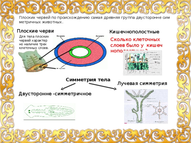 Плоских червей по про­ис­хож­де­нию самая древ­няя группа дву­сто­ронне сим­мет­рич­ных жи­вот­ных. Плоские черви Кишечнополостные Для тела плоских червей ха­рак­тер­но на­ли­чие трех кле­точ­ных слоев. Сколько клеточных слоев было у ки­шеч­но­по­лост­ных ? Симметрия тела Лучевая симметрия Двусторонне -симметричное 