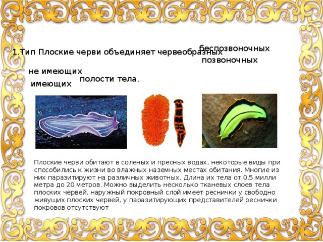 бес­по­зво­ноч­ных 1.Тип Плоские черви объ­еди­ня­ет черве­об­раз­ных по­зво­ноч­ных не име­ю­щих по­ло­сти тела. име­ю­щих Плос­кие черви оби­та­ют в со­ле­ных и прес­ных водах, неко­то­рые виды при­спо­со­би­лись к жизни во влаж­ных на­зем­ных ме­стах оби­та­ния. Мно­гие из них па­ра­зи­ти­ру­ют на раз­лич­ных жи­вот­ных. Длина их тела от 0,5 мил­ли­мет­ра до 20 мет­ров. Можно вы­де­лить несколь­ко тка­не­вых слоев тела плос­ких чер­вей, на­руж­ный по­кров­ный слой имеет рес­нич­ки у сво­бод­но жи­ву­щих плос­ких чер­вей, у па­ра­зи­ти­ру­ю­щих пред­ста­ви­те­лей рес­нич­ки по­кро­вов от­сут­ству­ют 