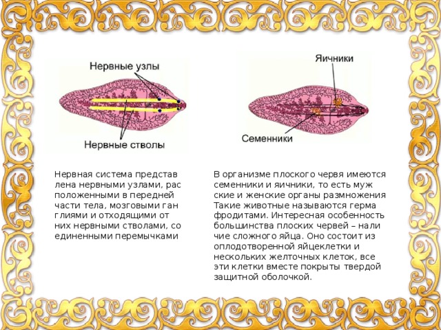 Нерв­ная си­сте­ма пред­став­ле­на нерв­ны­ми уз­ла­ми, рас­по­ло­жен­ны­ми в пе­ред­ней части тела, моз­го­вы­ми ган­гли­я­ми и от­хо­дя­щи­ми от них нерв­ны­ми ство­ла­ми, со­еди­нен­ны­ми пе­ре­мыч­ка­ми В ор­га­низ­ме плос­ко­го червя име­ют­ся се­мен­ни­ки и яич­ни­ки, то есть муж­ские и жен­ские ор­га­ны раз­мно­же­ния Такие жи­вот­ные на­зы­ва­ют­ся гер­ма­фро­ди­та­ми. Ин­те­рес­ная осо­бен­ность боль­шин­ства плос­ких чер­вей – на­ли­чие слож­но­го яйца. Оно со­сто­ит из опло­до­тво­рен­ной яй­це­клет­ки и несколь­ких жел­точ­ных кле­ток, все эти клет­ки вме­сте по­кры­ты твер­дой за­щит­ной обо­лоч­кой. 