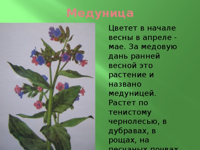 Медуница Цветет в начале весны в апреле - мае. За медовую дань ранней весной это растение и названо медуницей. Растет по тенистому чернолесью, в дубравах, в рощах, на песчаных почвах. По вине людей с каждым годом её становится всё меньше. 