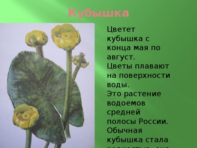 Кубышка Цветет кубышка с конца мая по август. Цветы плавают на поверхности воды. Это растение водоемов средней полосы России. Обычная кубышка стала редкостью, она занесена в Красную книгу 
