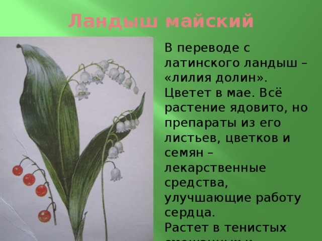 Ландыш майский В переводе с латинского ландыш – «лилия долин». Цветет в мае. Всё растение ядовито, но препараты из его листьев, цветков и семян – лекарственные средства, улучшающие работу сердца. Растет в тенистых смешанных и лиственных лесах почти по всей лесной зоне европейской части России. 