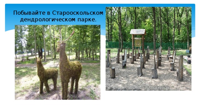 Побывайте в Старооскольском дендрологическом парке.