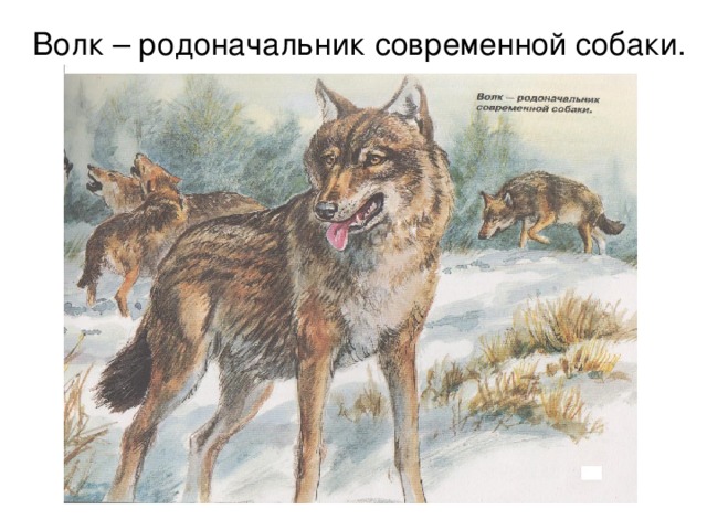 Волк – родоначальник современной собаки. 