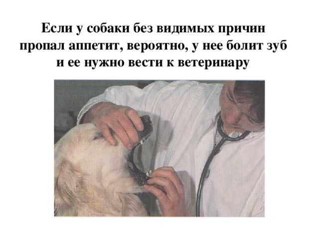 Если у собаки без видимых причин пропал аппетит, вероятно, у нее болит зуб и ее нужно вести к ветеринару 