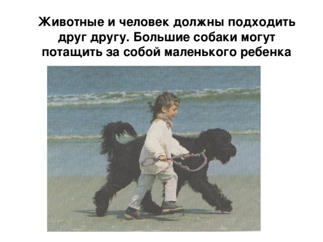 Животные и человек должны подходить друг другу. Большие собаки могут потащить за собой маленького ребенка 